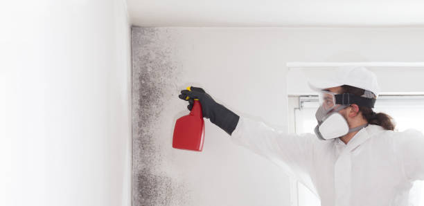 Best Local Mold Removal Service  in Level Park Oak Park, MI